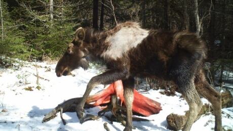 moose ticks