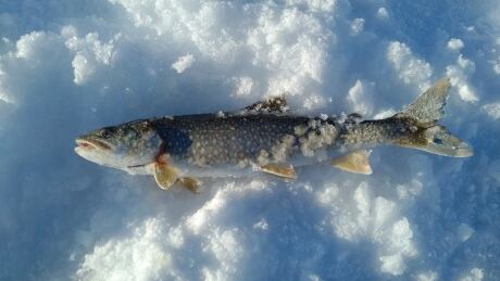 Lake Trout Winter
