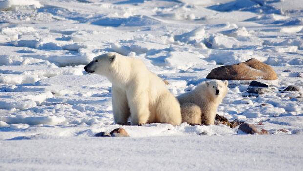 Company owned by Manitoba PC leadership candidate asks court to restore polar-bear viewing permits