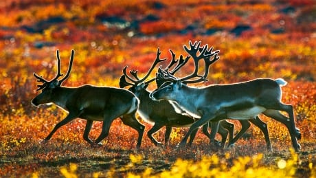 Barren-ground caribou barren-ground caribou