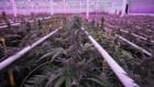 Cannabis Canada Cole Cacciavillani Aphira greenhouses