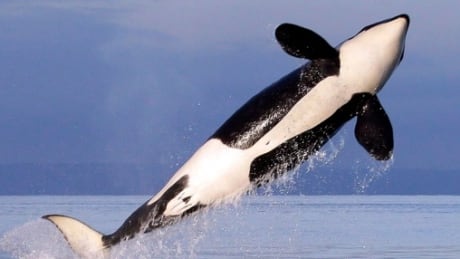 In a report released in February, the Department of Fisheries and Oceans said B.C.'s resident killer whale population is on a trajectory to disappear, unless further efforts are taken. Conservationists call for orca action