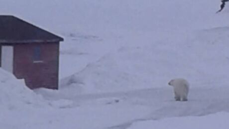 polar bear march 6 griquet roxanne peyton