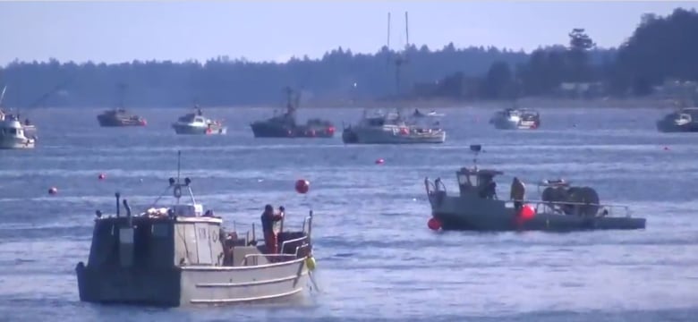 Tensions rise ahead of B.C. herring fishery season | CBC News