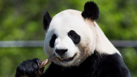 Toronto Pandas 20130516