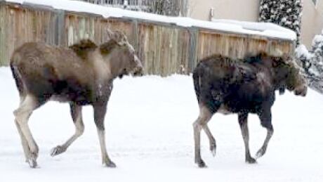 Moose Calgary