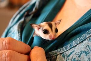 Weird, cute big-eyed sugar gliders: the new pet craze | CBC News