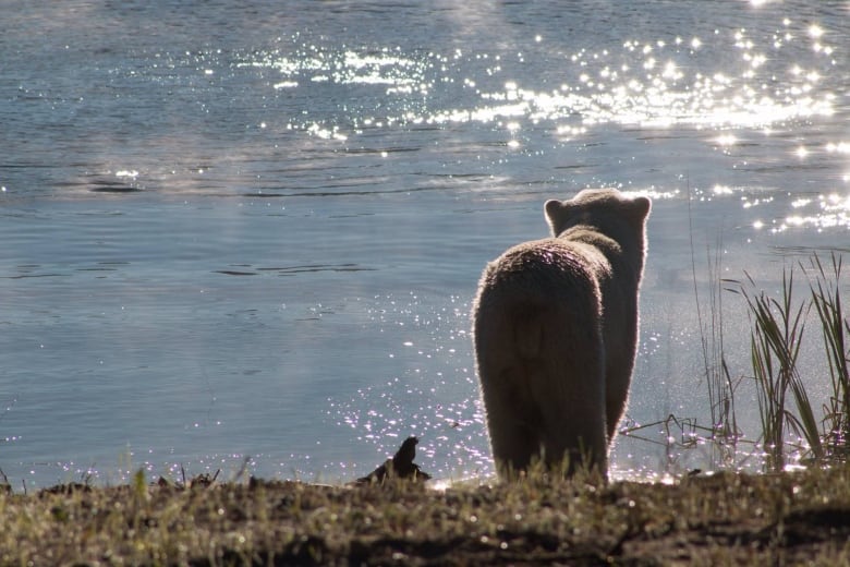 Arctic Research: Carhartts, Polar Bears, and Duct Tape - Science