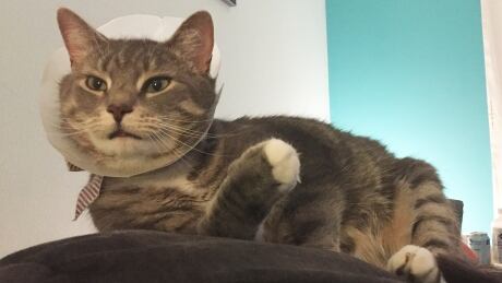 bunk cat self harm