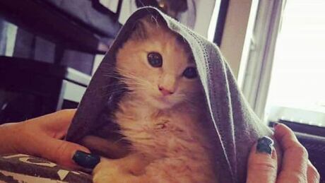 kitten-yoga-kamloops-SPCA