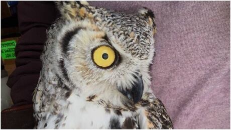 Great horned owl