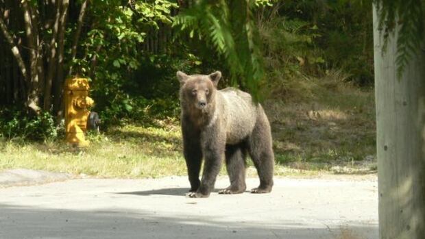The female grizzly, pictured here before relocaton in 2010, was taken out of Powell River and moved to a remote location. The animal was shot and killed six years later.