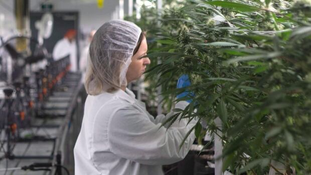 Health Canada's national consultation has produced a number of proposed regulations for how cannabis is grown, processed, packaged and sold in Canada when pot becomes legal later this year.