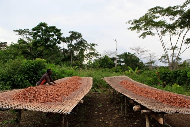 Ivory Coast Cocoa to Chocolate