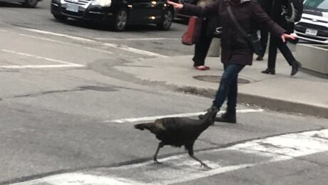 Ottawa turkey downtown April 3 2018
