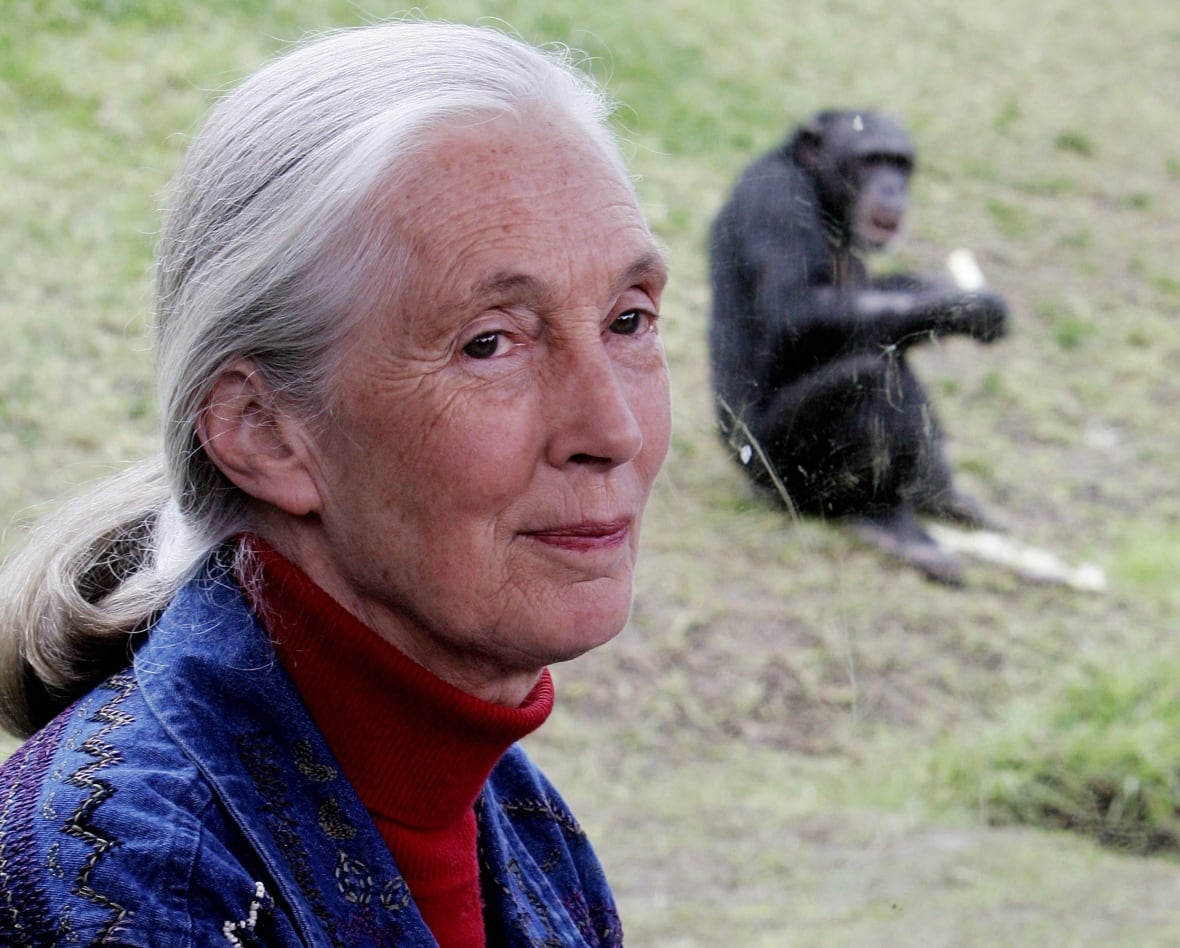 A woman with gray hair was dragged back with a bun and wearing a blue coat over a red turtle in front of the window in the enclosure where chimpanzeee sitting in the grass and food. 
