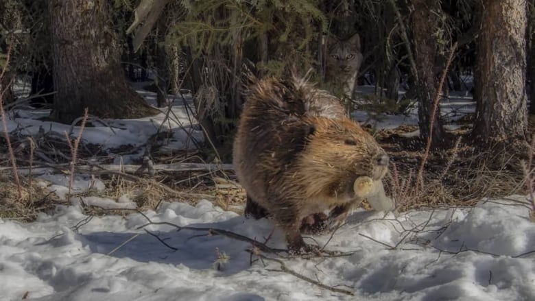 beaver-and-lynx.jpg