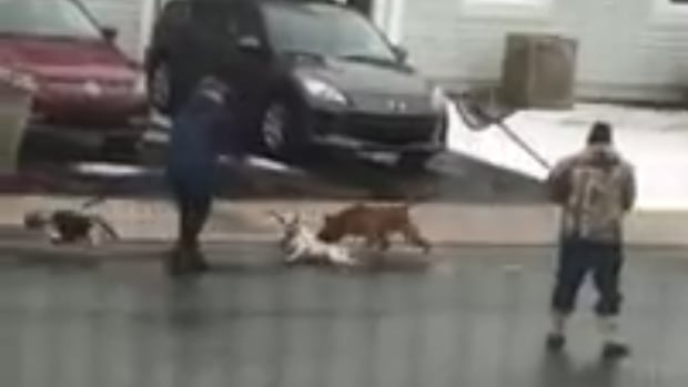 owner-of-dog-recorded-attacking-smaller-pet-apologizes-says-she-ll