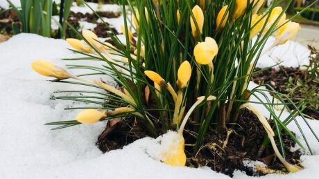 Tulips snow
