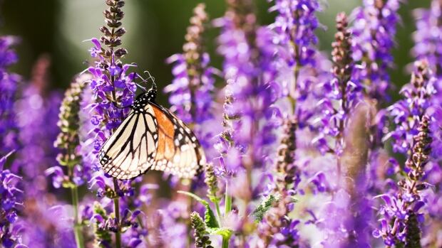 Planting vegetables, killing weeds and finding hardy perennials — your Alberta gardening questions answered