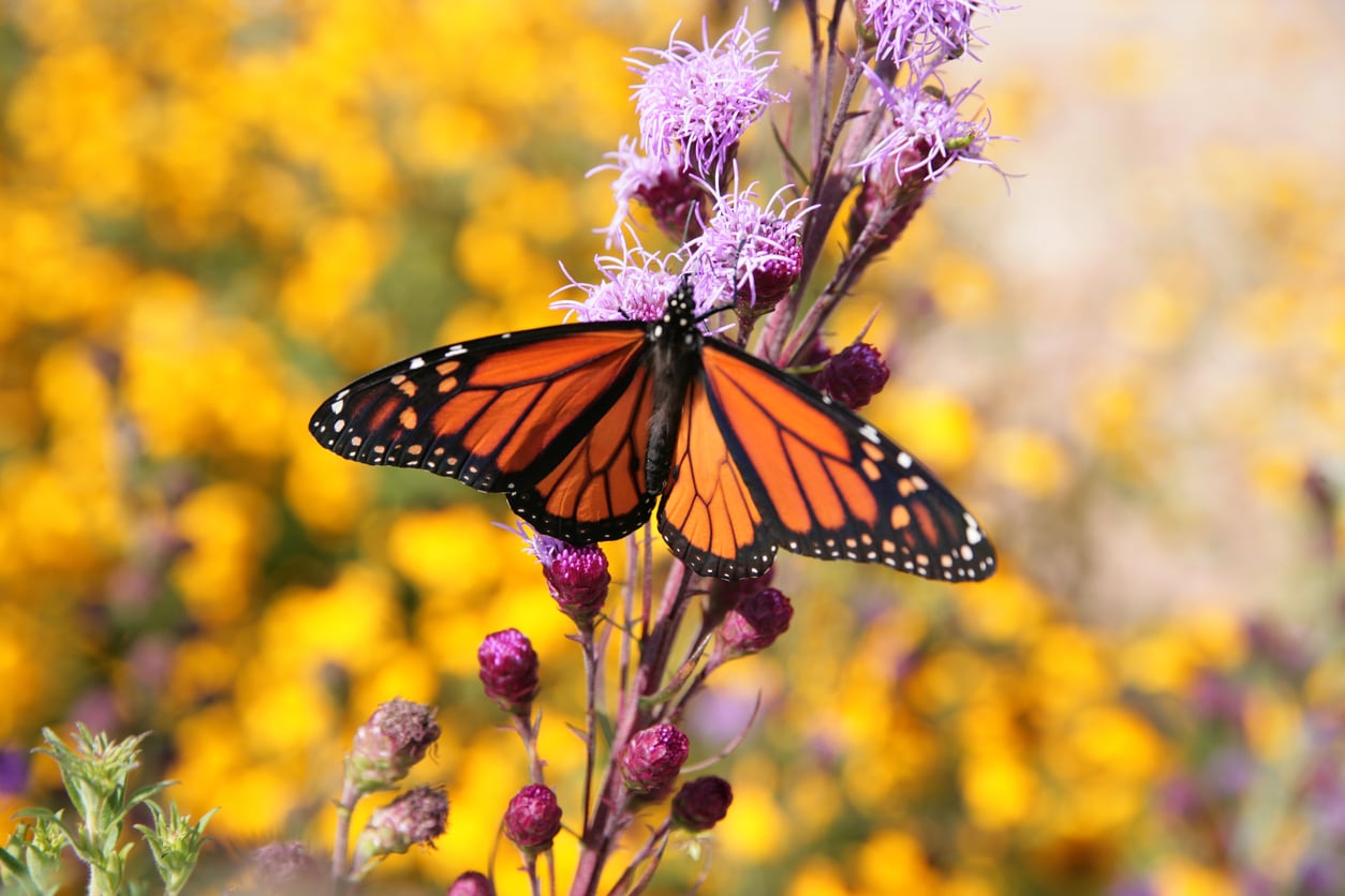 Erin Aarons Flowers For Bees And Butterflies Ontario / 10 Best Plants For Bees And Butterflies