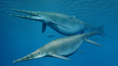 Shonisaurus, a giant ichthyosaur.