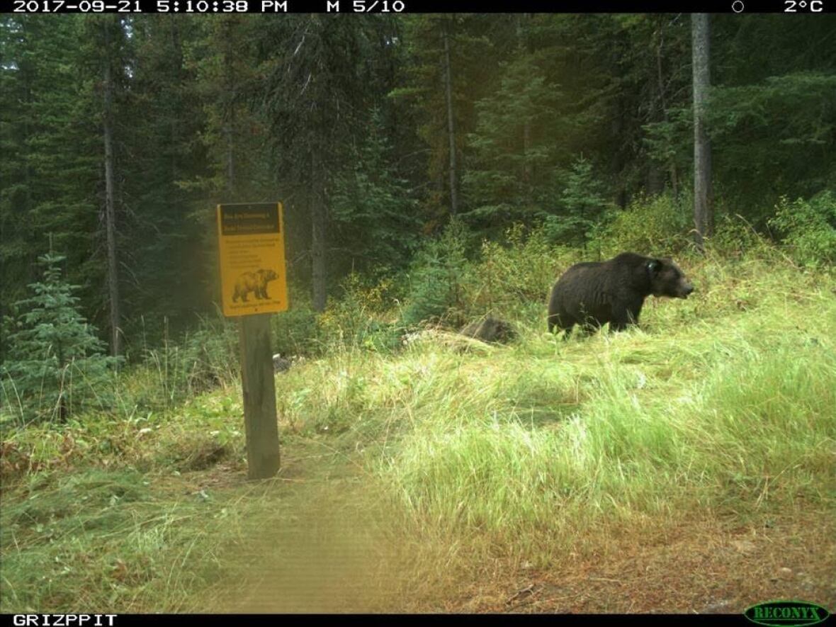 Grizzly bear.