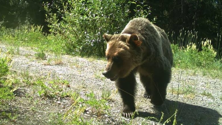 Grizzly bear.