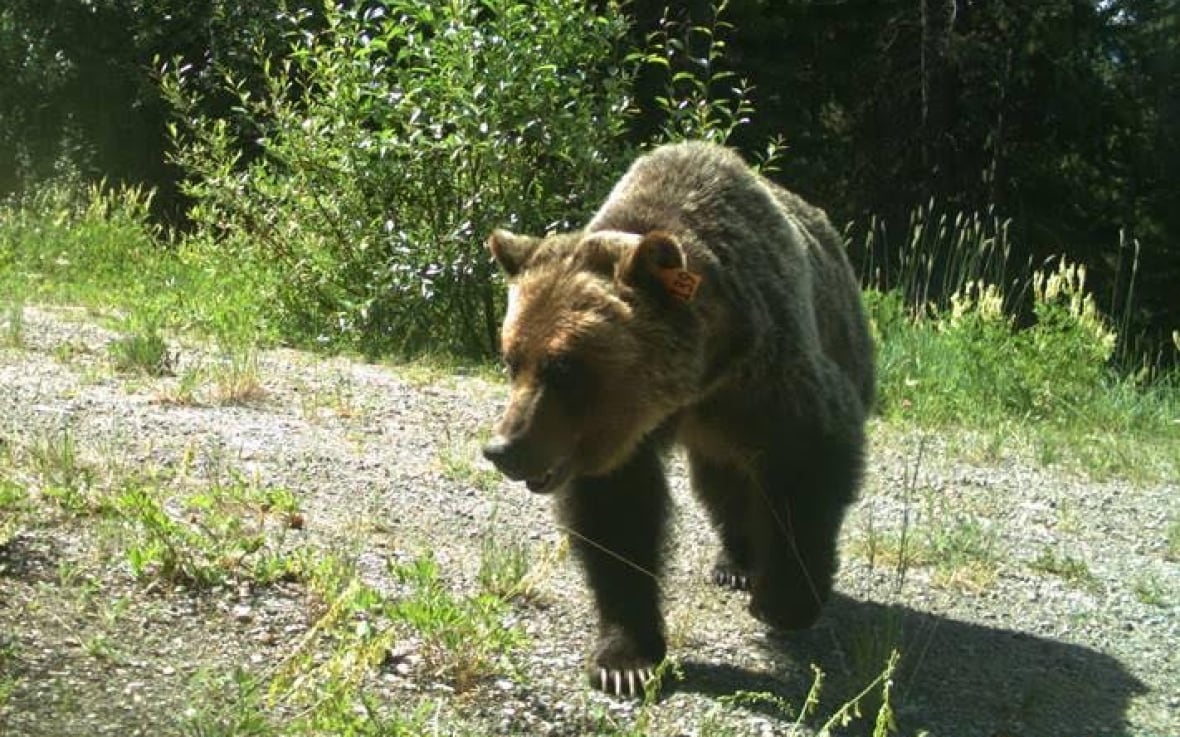 Grizzly bear.