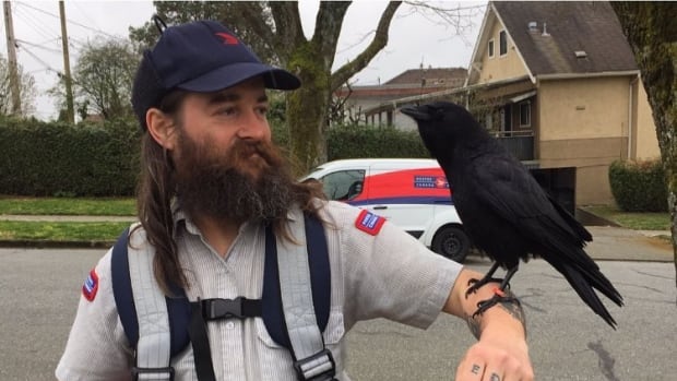 Canuck the crow is pecking everyone off — except this mail carrier | CBC Radio
