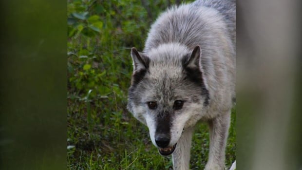 Jasper's highway-running lone wolf euthanized | CBC News