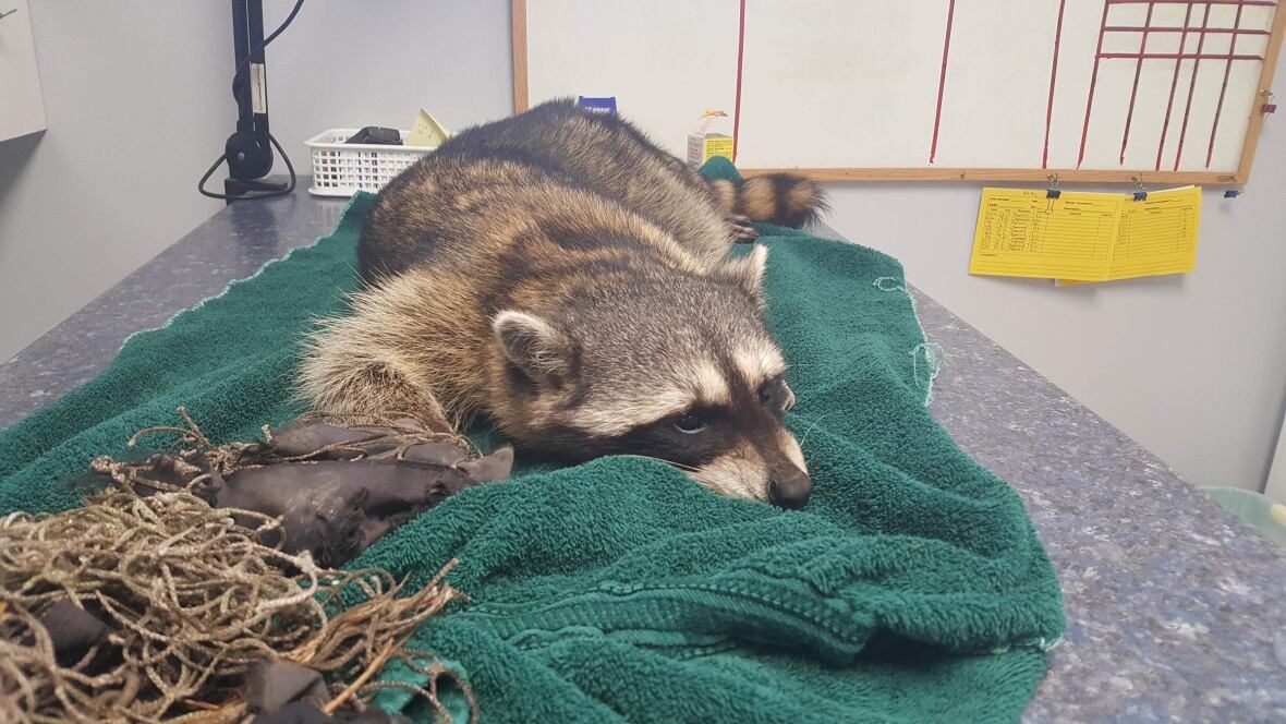 Agonizing death of raccoon caught in trap sparks calls for empathy