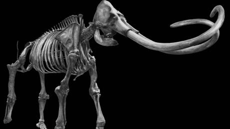 An artist's rendering of an Ice Age mammoth skeleton on display at the Page Museum at the La Brea Tar Pits in Los Angeles. The arrival of human hunters triggered a mass extinction of large animals in North America, dooming such Ice Age behemoths as the woolly mammoth and mastodon, scientists said. USA