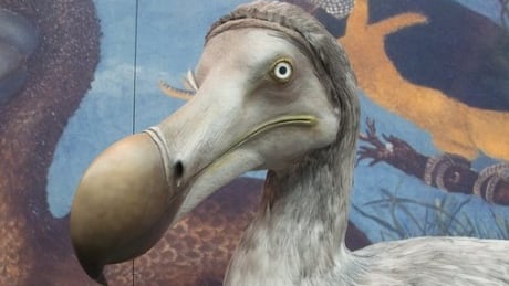 the Oxford Dodo