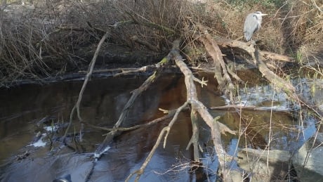 24-hours of British Columbian wetland noises will be broadcasted Canada-wide on Earth Day. Stanley Park swamp