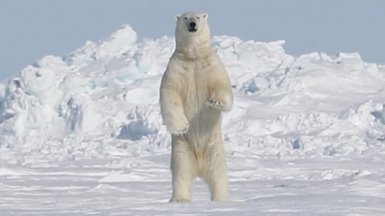 polar bear standing on hind legs