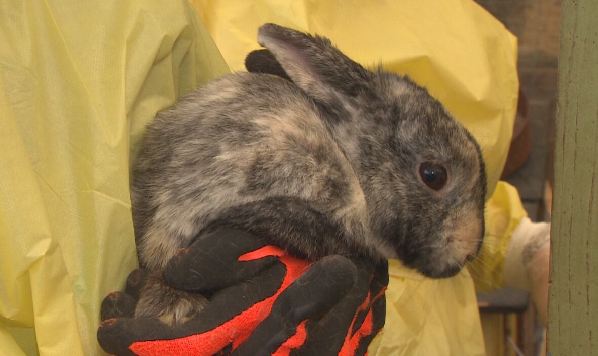 Rabbits vaccinated for deadly hemorrhaging disease amid B.C. outbreak