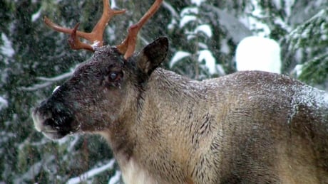 A 2005 photo of a caribou belonging to the southern Selkirk herd, which is down to three animals. Another herd, the South Purcell, has only four animals. B.C. Caribou