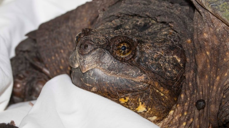 Snapping turtle found crushed after road injuries released into wild ...