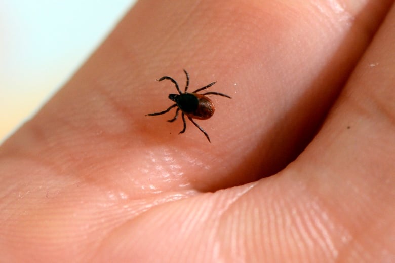 Tick Lyme Disease