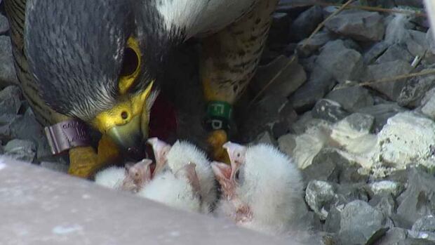Armed forces halts downtown training to avoid stressing Hamilton's baby falcons | CBC News