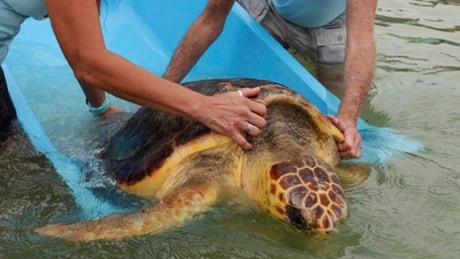 70 kg turtle with amputated flipper makes it back to ocean