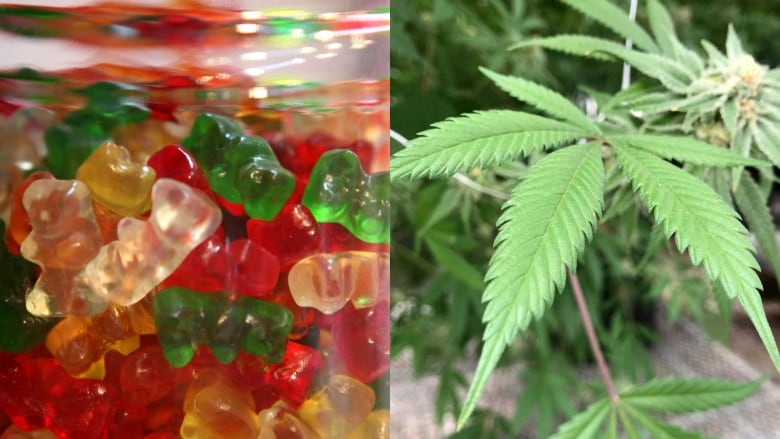 Cannabis candies will stay off-limits after marijuana legalization — and  that's a mistake: researcher | CBC Radio