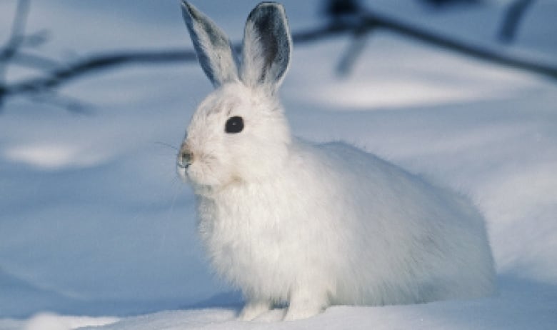 arctic tundra hare