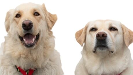 Lady and Ruth, two Okanagan dogs, were honoured for saving the life of their owner in April 2017. Lady and Ruth