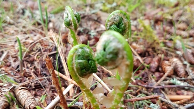 爱德华王子岛生春草植被的采集机会受到生物学家的关注（音频）