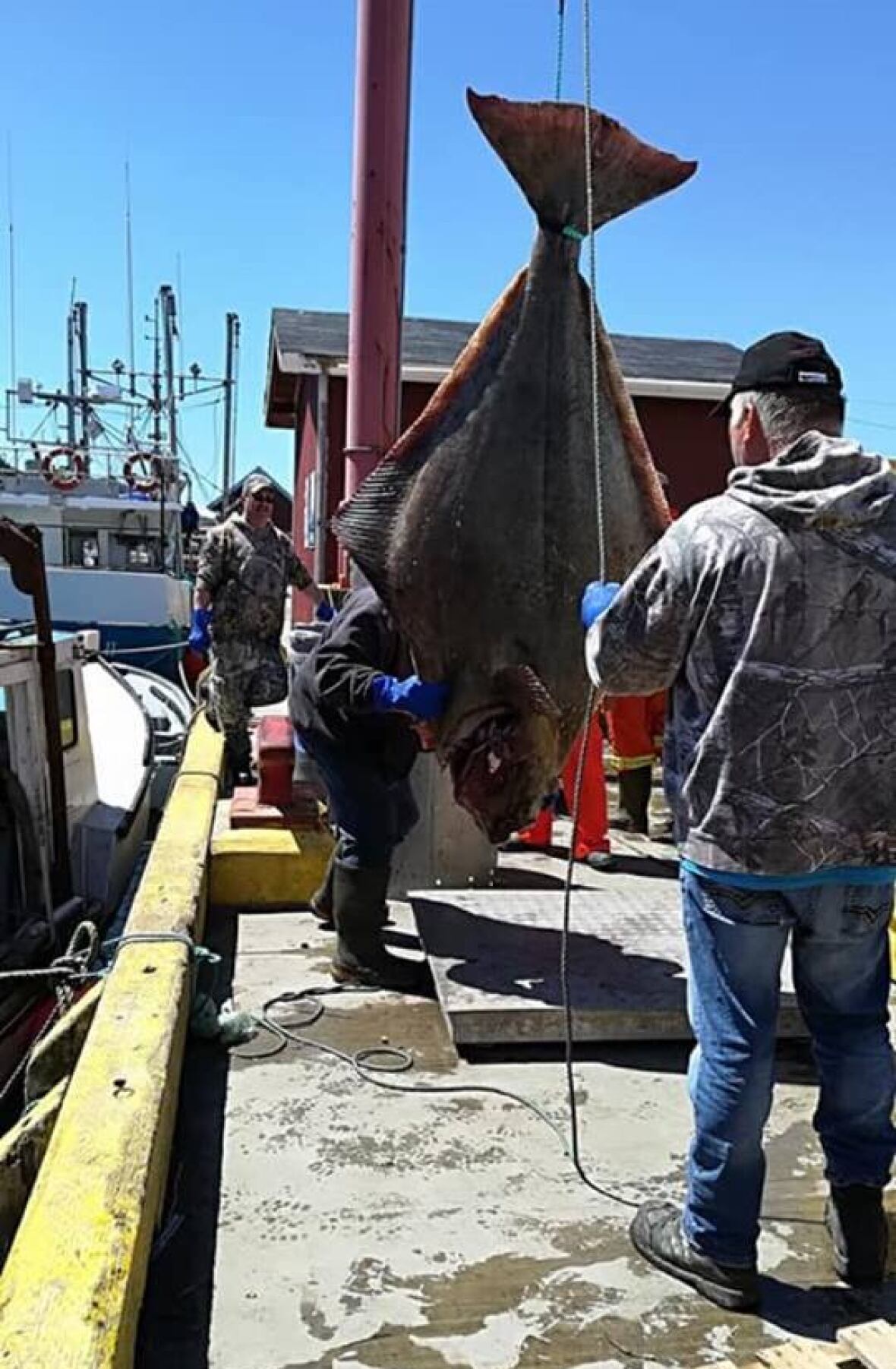 Catch of the day Harbour Breton fishermen haul in 285pound halibut