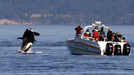 Noise from whale watching boats can interfere with killer whales' ability to hunt, navigate and communicate with each other. Whale watching and whale