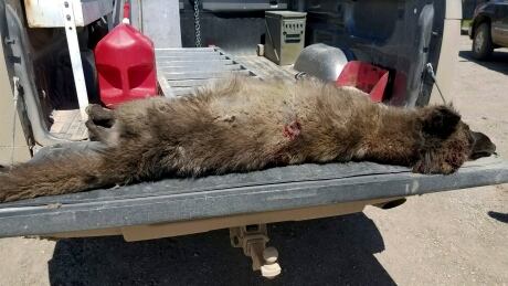 This undated photo provided by the Montana Fish, Wildlife and Parks on Friday, May 25, 2018, shows a wolf-like animal that was shot on May 16, 2018, after it was spotted in a private pasture with livestock near Denton, Mont. It was originally thought to be a wolf, but doubts arose since the front paw appeared too short, the front claws too long, the canine teeth too short, and ears too tall in proportion to the skull. Wolf Like Animal Shot
