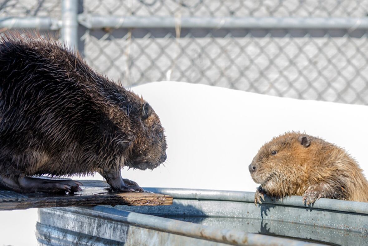 Best beaver buddies grow 'very, very close' in new wilderness home